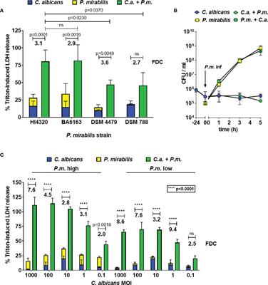 Augmented Enterocyte Damage During Candida albicans and Proteus mirabilis Coinfection